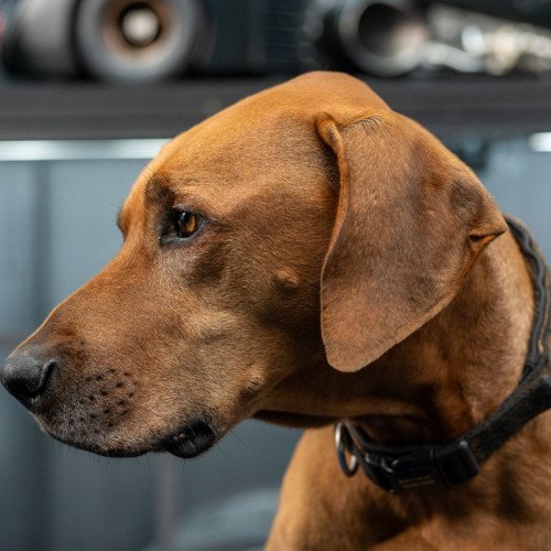 Max (aka Bear)